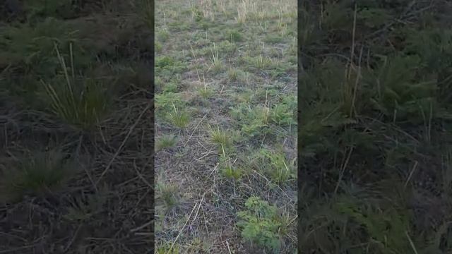 Малайсары 2019 смотреть онлайн