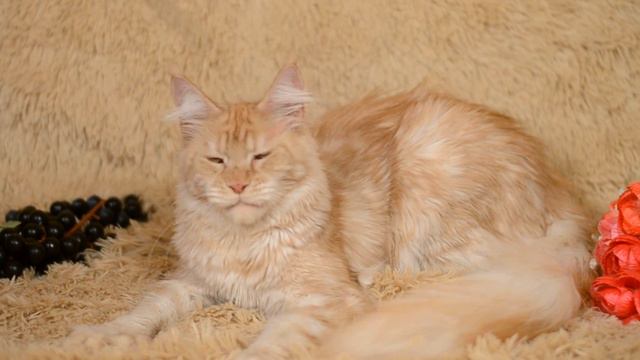 Котенок мейн кун Buffy (питомник absentcoon) смотреть онлайн