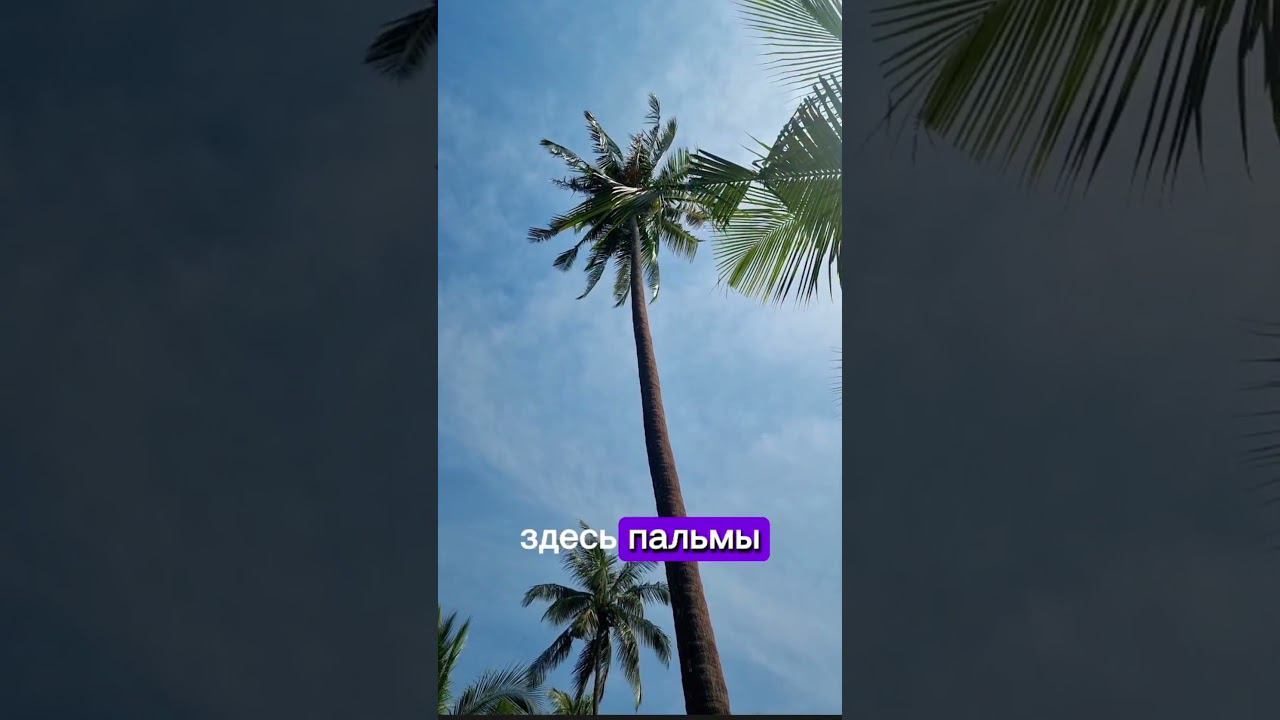 Кокосы убийцы? Правда или вымысел? смотреть онлайн