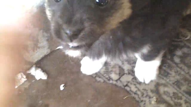 Раздрознил собаку смотреть онлайн