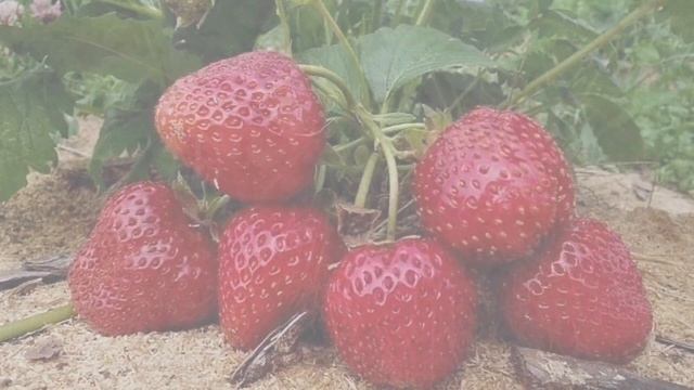 Как правильно сажать клубнику? Когда сажать клубнику? Посадка клубники | Посадка земляники.