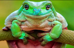 Шёл парнишка по опушки....mp4