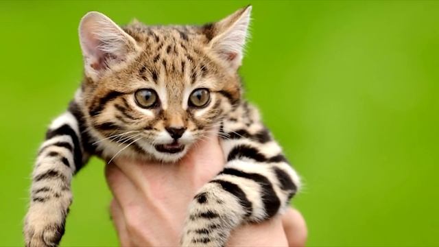 30 интересных фактов о КОТАХ и КОШКАХ / ТОПы и ФАКТы от ArtManul смотреть онлайн