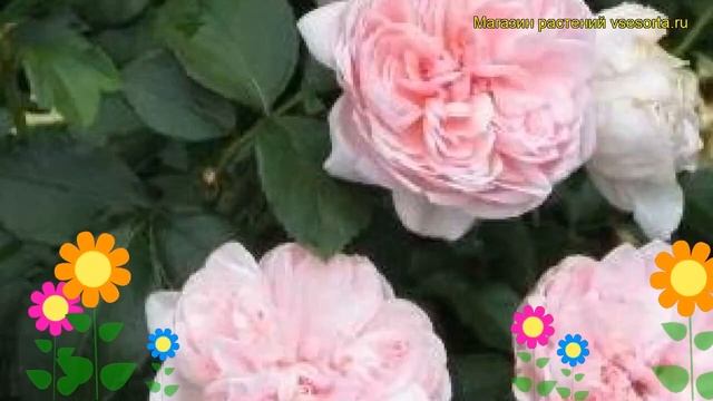 Роза кустовая синдерелла. Краткий обзор, описание характеристик, где купить саженцы Cinderella