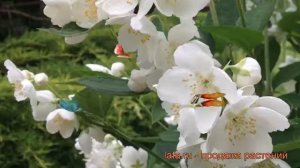 Жасмин садовый Воздушный десант ? обзор: как сажать, саженцы жасмина Воздушный десант