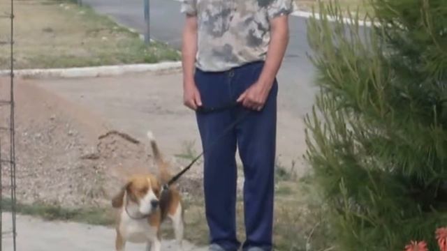 Beagles Tricolor 13 pulgadas смотреть онлайн