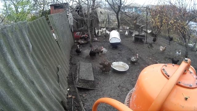 Разделение мускусных уток по семьям смотреть онлайн