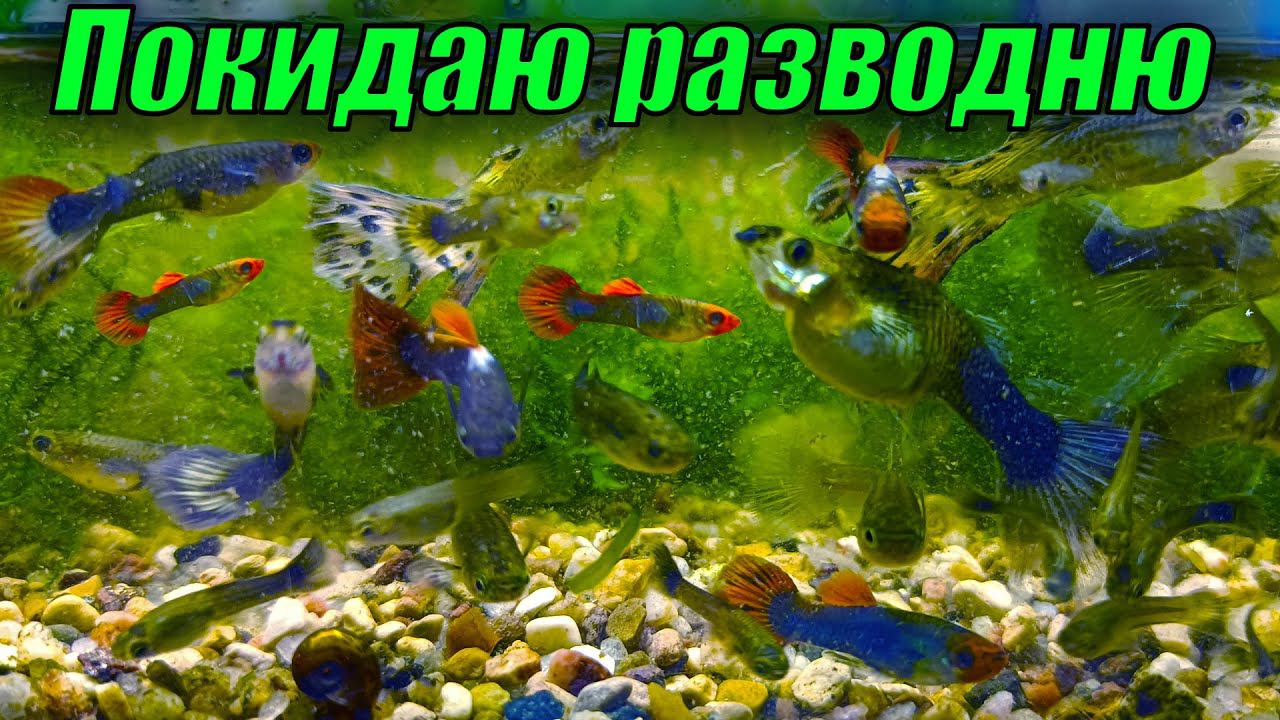 Покидаю рыборазводню! Рыбки плавают в мисках без еды! смотреть онлайн