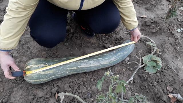 Вы не поверите, но это тыква!!! смотреть онлайн