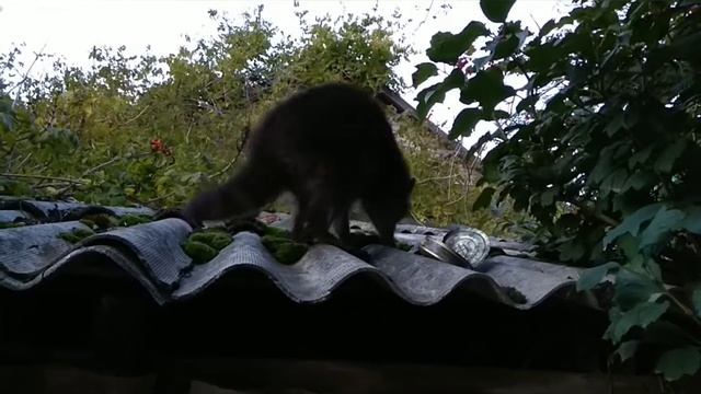 Нашествие енотов в Сукко смотреть онлайн