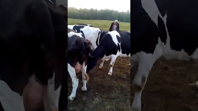 технология доения коров на полевой дойке Йодовцы смотреть онлайн