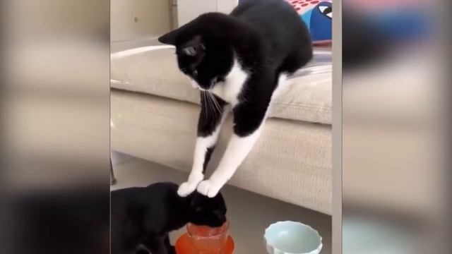 Лучшая подборка самых смешных животных — 2022. Смешные моменты 😂 смотреть онлайн