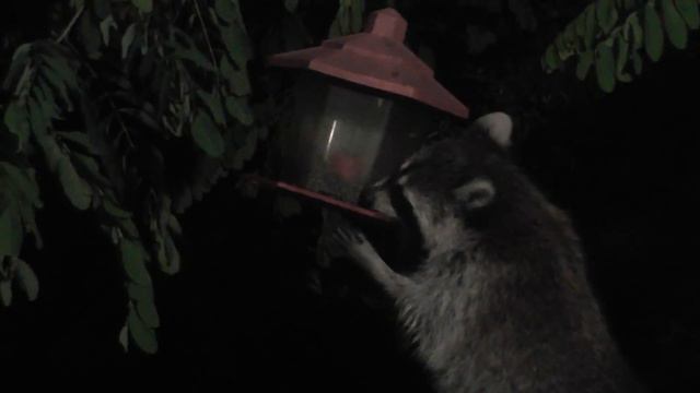 The raccoon is milled смотреть онлайн