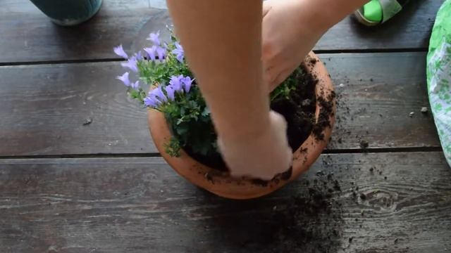 How to repot a plant/flower (Campanula Portenschlagiana) смотреть онлайн