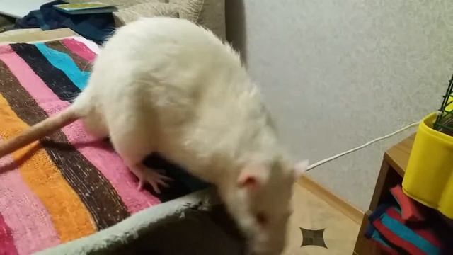 Белый крыс смотреть онлайн