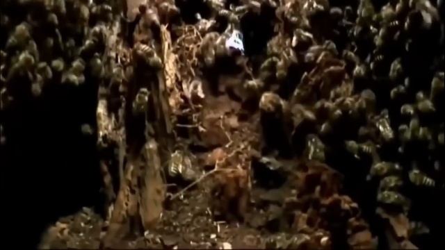 Японский гигантский шершень - убийца пчел смотреть онлайн