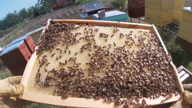 Как расширять отводок пчел. Расширение отводка смотреть онлайн