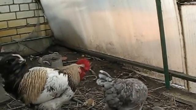 Куриная семейка смотреть онлайн
