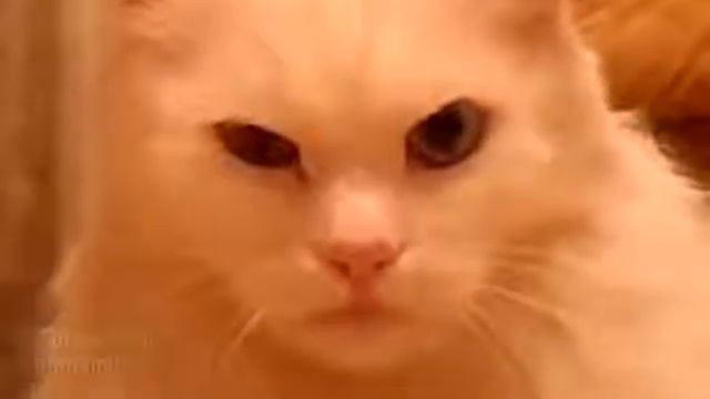 Очень злой кот ! НА ночь не смотреть ! смотреть онлайн