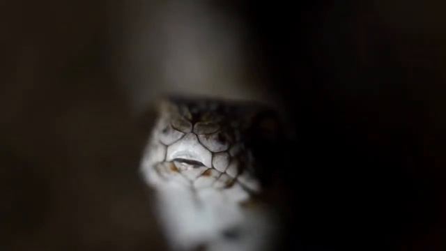 🔴Животные Африки для детей смотреть онлайн