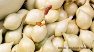 Лук овощной Альбион F1 (белый) ? обзор: как сажать, лук-севок и чеснок лука Альбион F1 (белый)