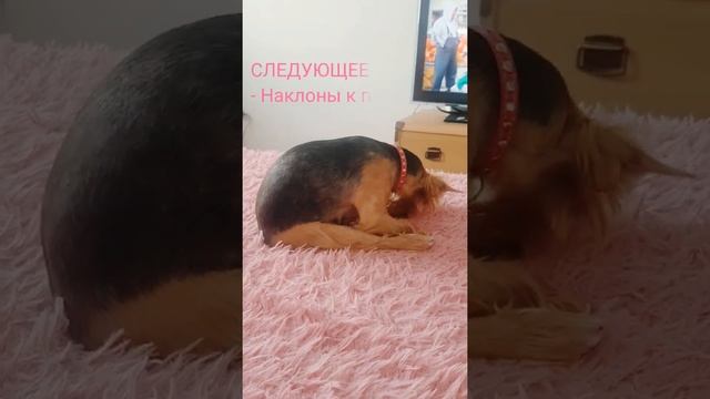 ЙОГА ДЛЯ СОБАК | YOGA FOR DOGS! #смешныесобаки #собаки #собачка #собака #dog #dogs #개 #狗 #犬 #пес смотреть онлайн