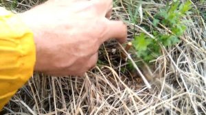 Черенкование ивы в открытый грунт весной без укрытия