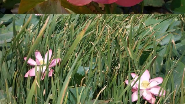 Лотосы необычные места Белгородской области