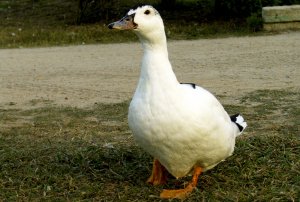 Утки Муларды в первый раз. Выгодно или нет ? (Итоги).