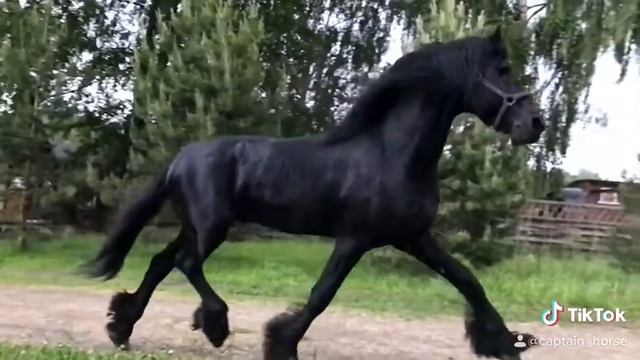 Фризская лошадь/Фриз. КСК Капитан смотреть онлайн