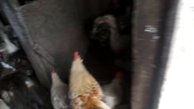 [ВЫПУСК 2] Все-таки кастрировали смотреть онлайн