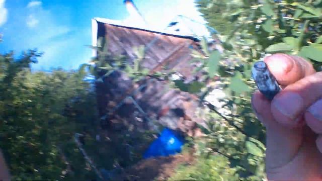 пробую уже спелые вкусные ягоды, под названием жимолость, как черника, смотреть онлайн