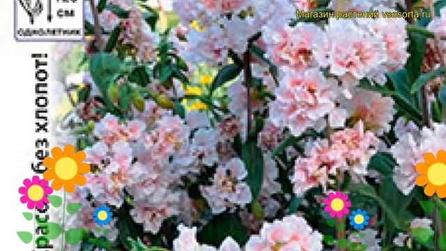 Кларкия изящная Сакура. Краткий обзор, описание характеристик, где купить семена Clarkia Elegans