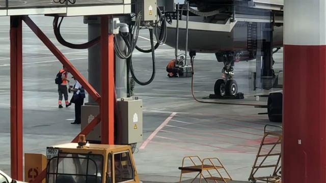 Хвостатые пассажиры Аэрофлота. Перевозка домашних животных самолётом смотреть онлайн