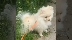 Как меняется шпиц с двух месяцев во время линьки.