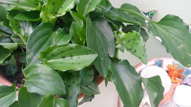 Cyperus alternifolius + Drimiopsis maculata (língua-de-sapo) смотреть онлайн