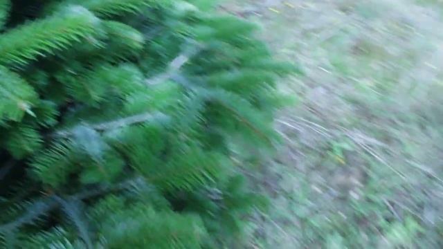 16 181 Пихта Нордмана срезанная 1.75 - 2.00 м. смотреть онлайн