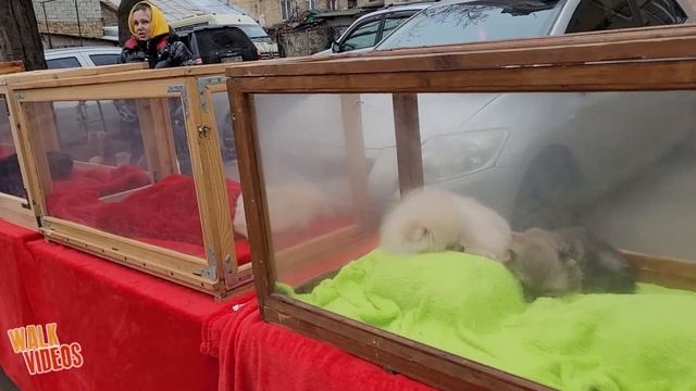 СОБАЧИЙ БАЗАР В ОДЕССЕ! СТАРОКОННЫЙ РЫНОК. Рынок Животных. Породы Собак. Часть 2 смотреть онлайн