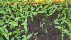 КАК СПАСТИ РАССАДУ ОТ ЧЕРНОЙ НОЖКИ? Ольга Чернова.