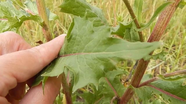 Цикорий дикий (Cichorium intybus) смотреть онлайн