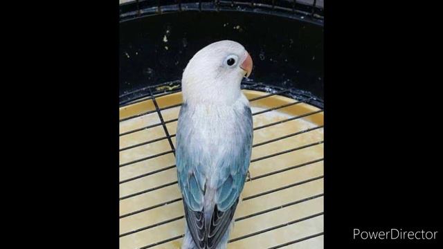 How To Produce Euwing Lovebird,how To Identify Euwing Lovebird,euwing Lovebird Ki Pachan, Urduhindh