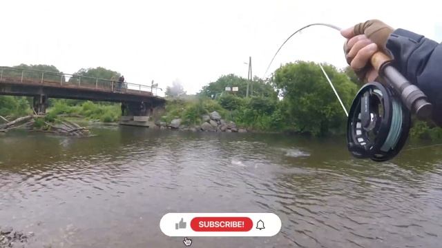 Ход горбуши на Сахалине. Часть вторая. #flyfishing #горбуша #сахалин #нахлыст #рыбалка #река