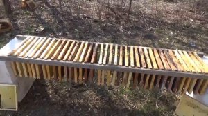 ПЧЕЛОВОДСТВО Плесень на медовых рамках ЧТО ДЕЛАТЬ?