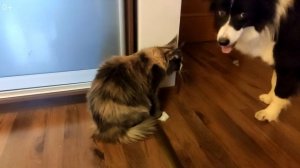 Бордер колли | Особенности содержания в квартире