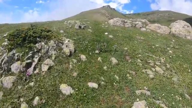 Грибы .очень высоко в горах Грузии смотреть онлайн