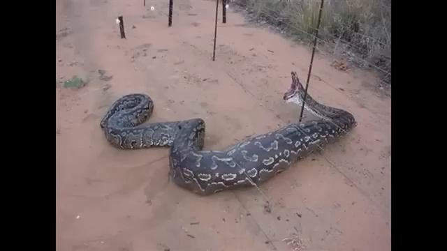 Крупнейшие в мире змеи обнаруженные живыми!!! 2 смотреть онлайн