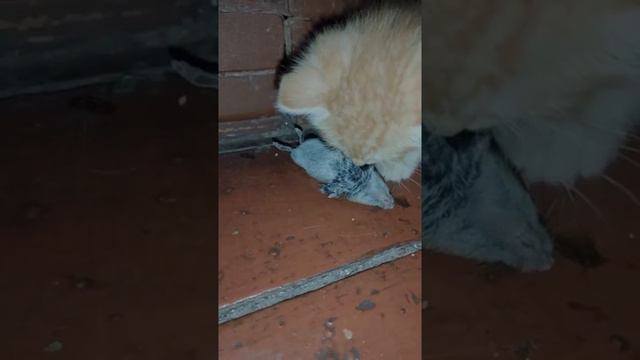 Котята рвут и жрут мышку которую им перенесла мама кошка 😻 #котята смотреть онлайн