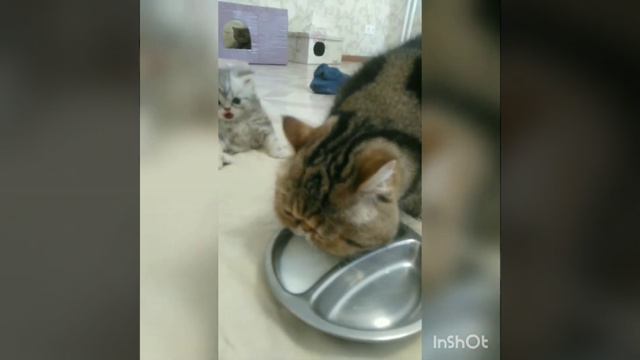 Котик 27 мая 2021г. (здесь нам 1 месяц)