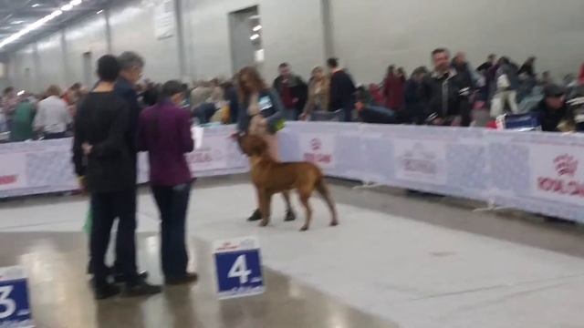 Лапка на России, Южноафриканский Бурбуль. смотреть онлайн