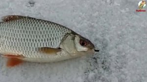 Как поймать Уклейку Зимой. Ловля Уклейку на льду.